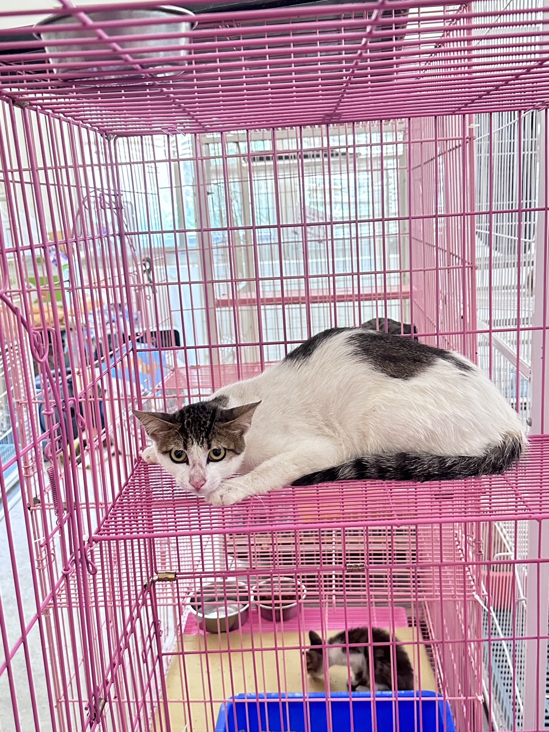 苗栗縣已領養貓 混種貓
