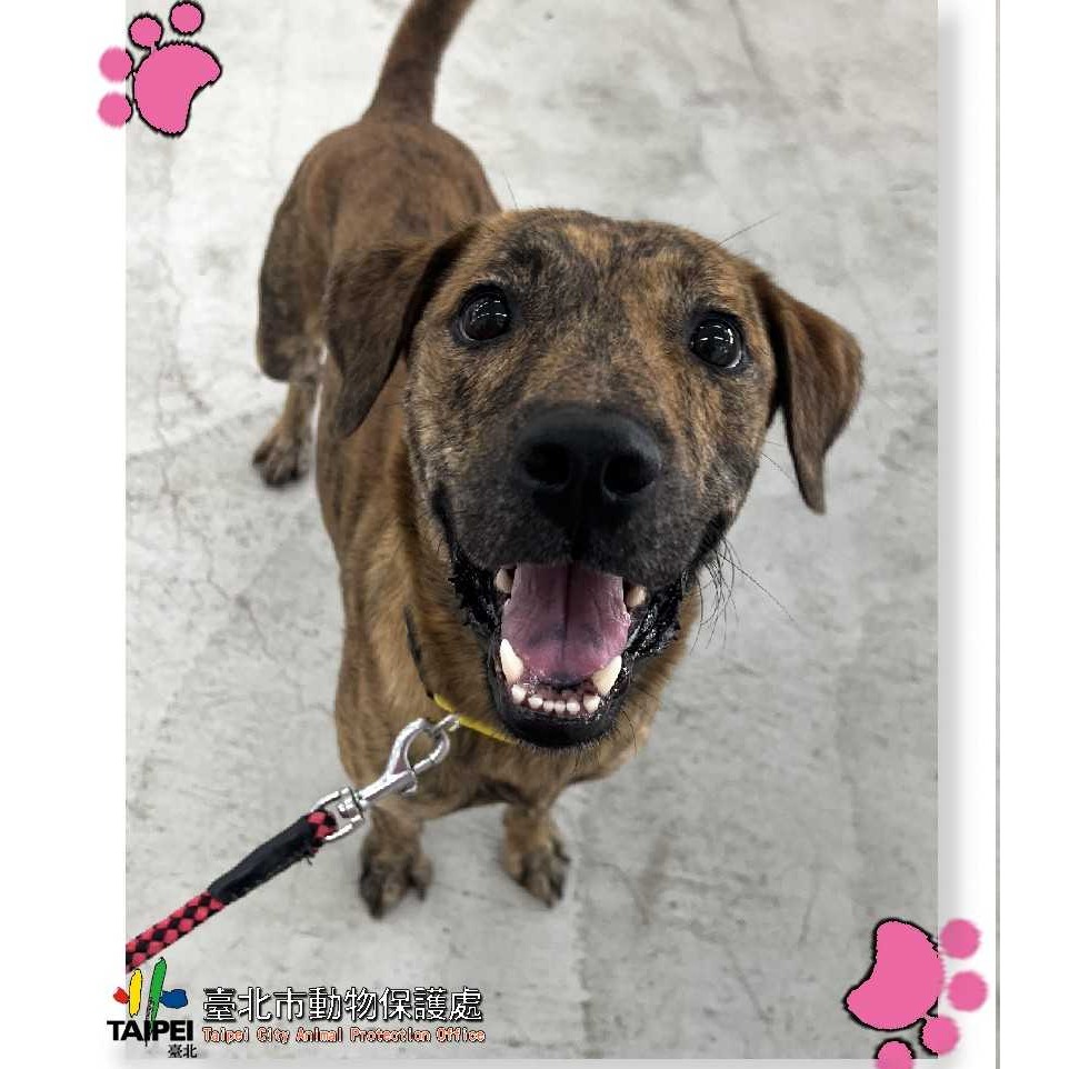 台北市已領養狗 混種犬