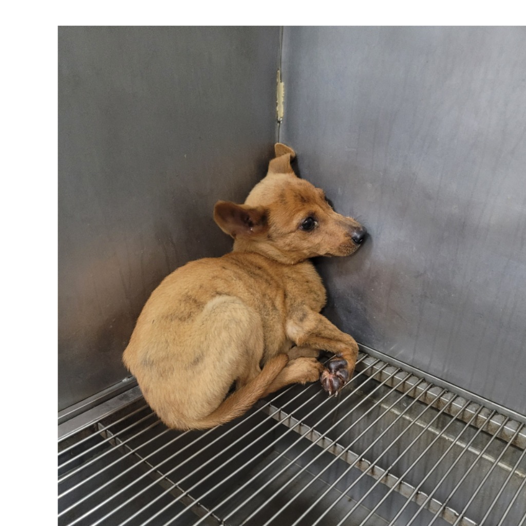 新竹縣已領養狗 混種犬