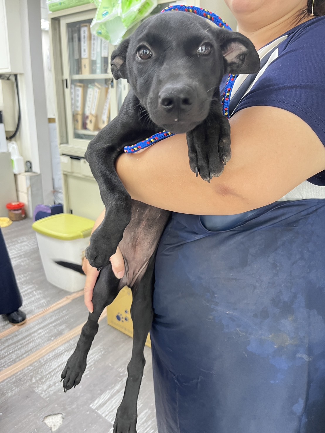 新北市已領養狗 混種犬
