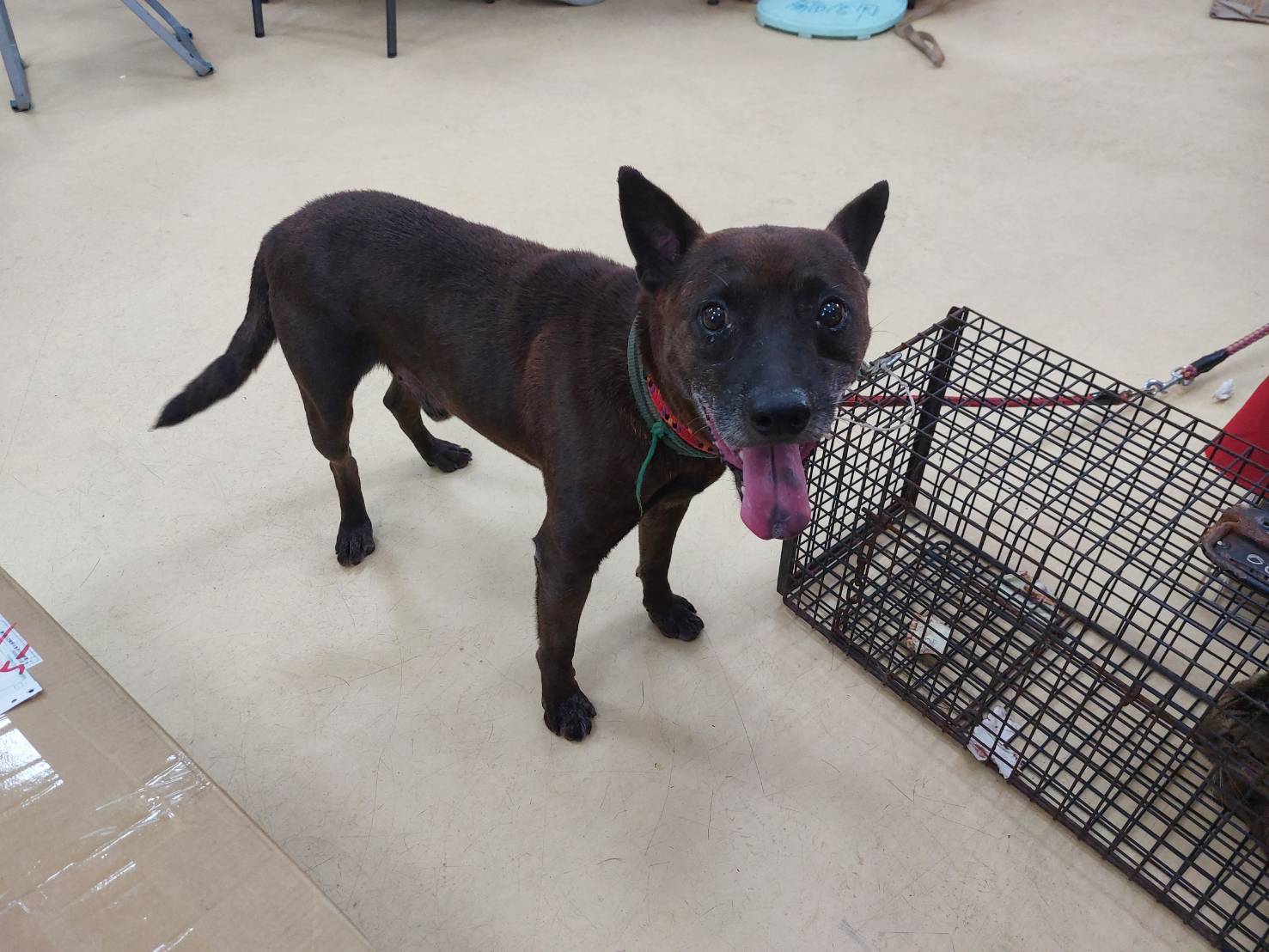 新北市待認養狗 混種犬
