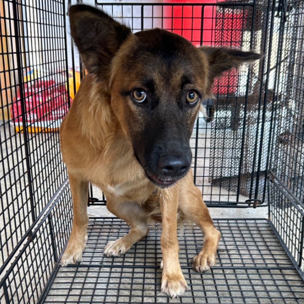 澎湖縣已領養狗 混種犬