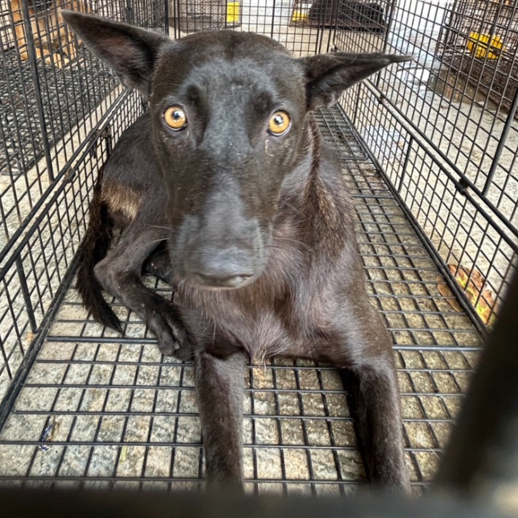 澎湖縣已領養狗 混種犬