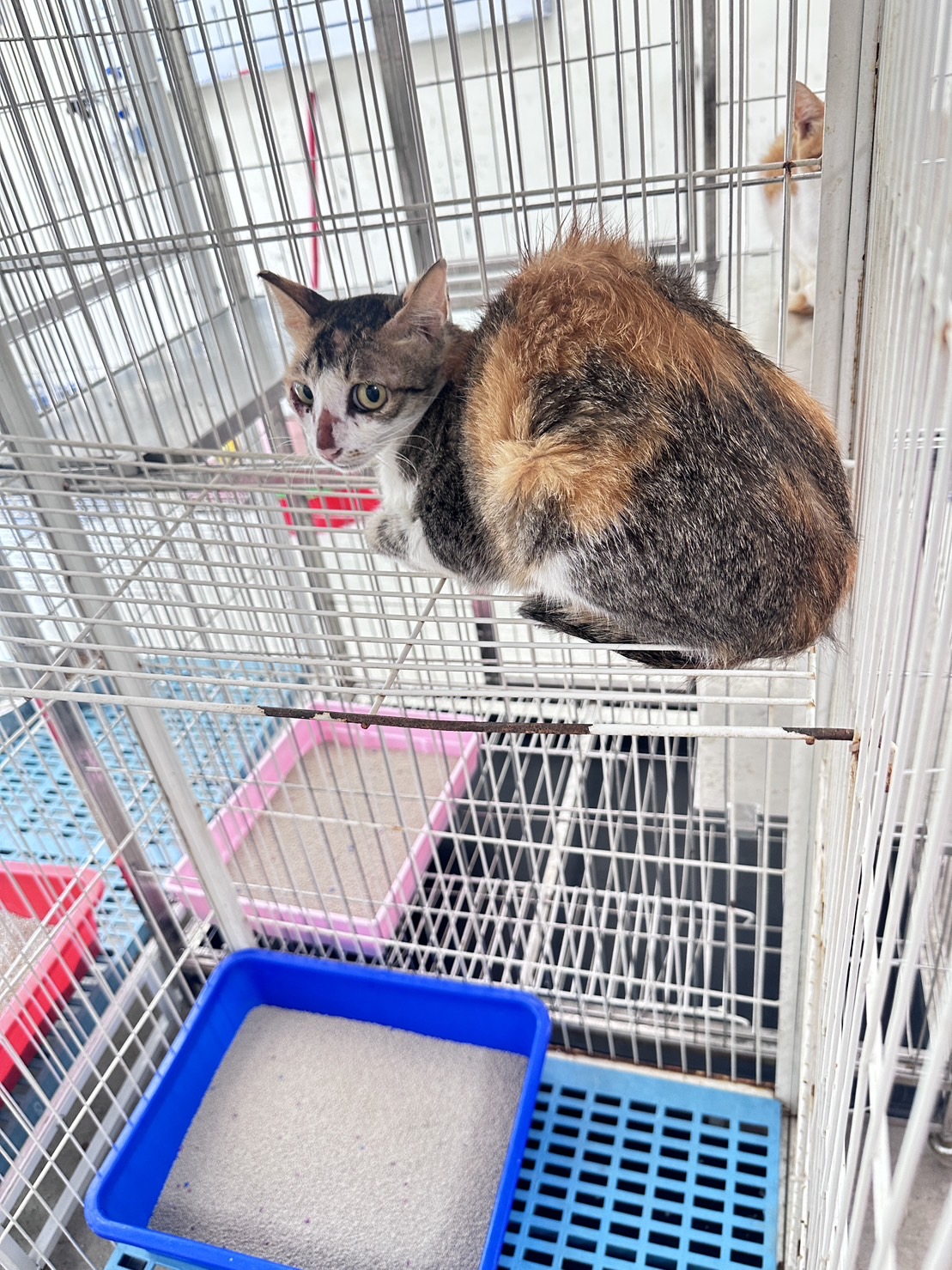 苗栗縣已領養貓 混種貓
