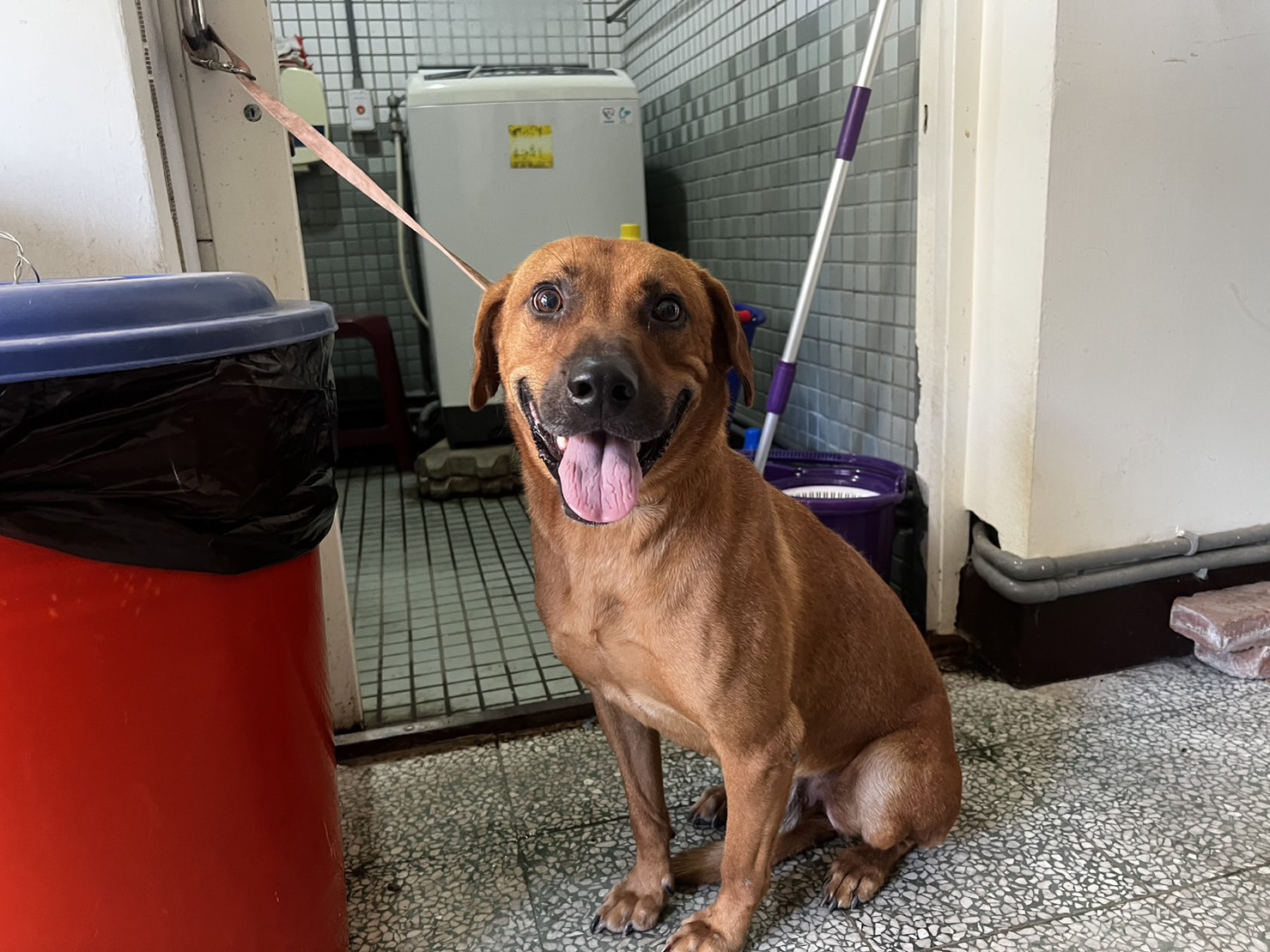 桃園市已領養狗 混種犬