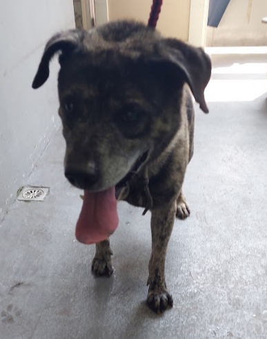 新北市已領養狗 混種犬