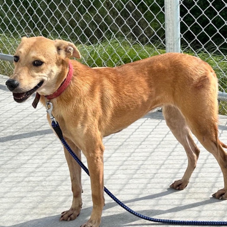台北市已領養狗 混種犬