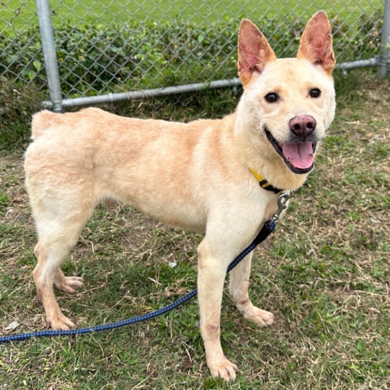 台北市已領養狗 混種犬