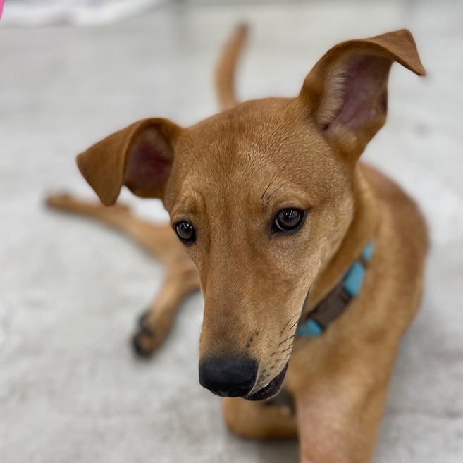台北市已領養狗 混種犬