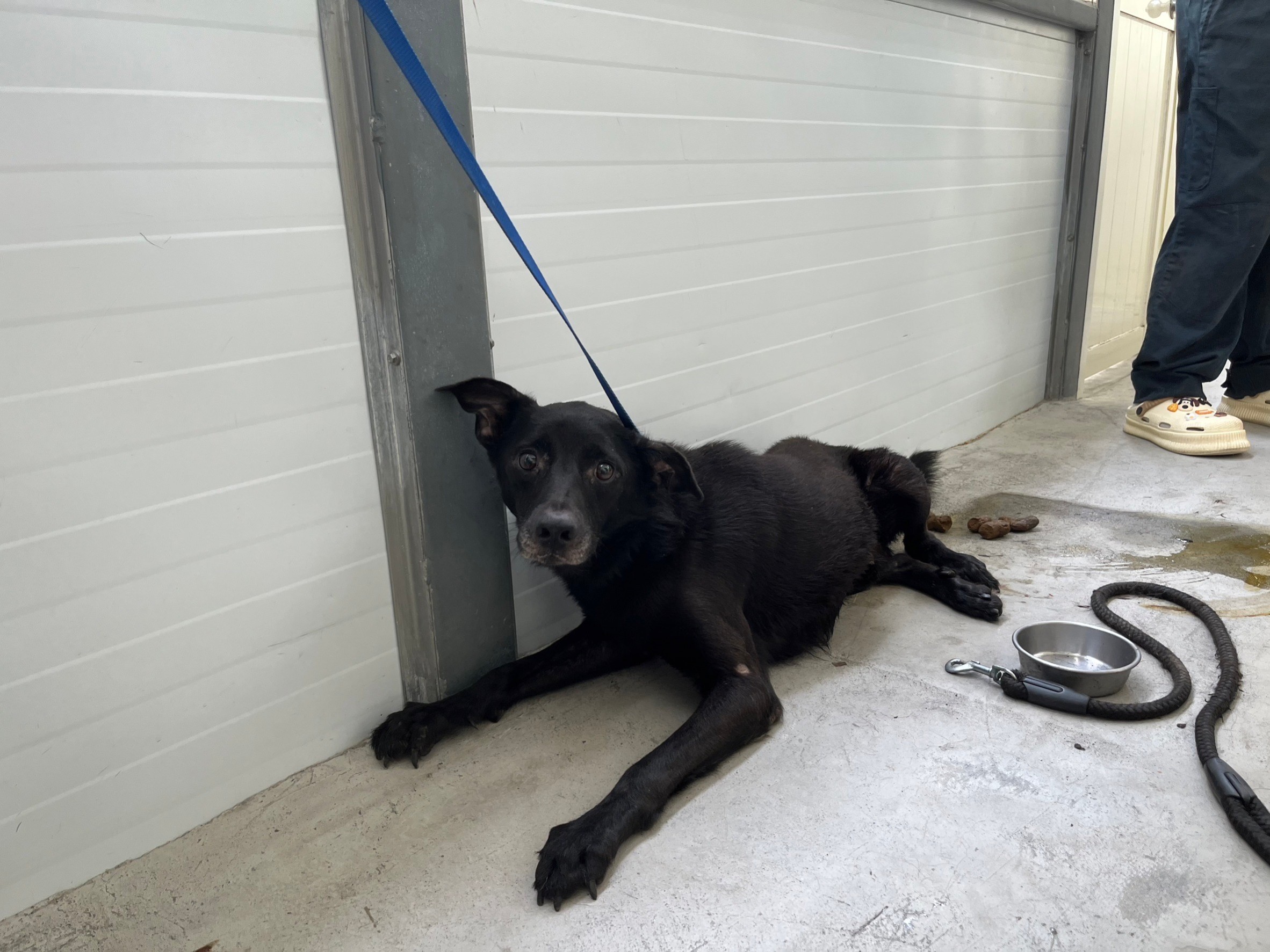台北市已領養狗 混種犬