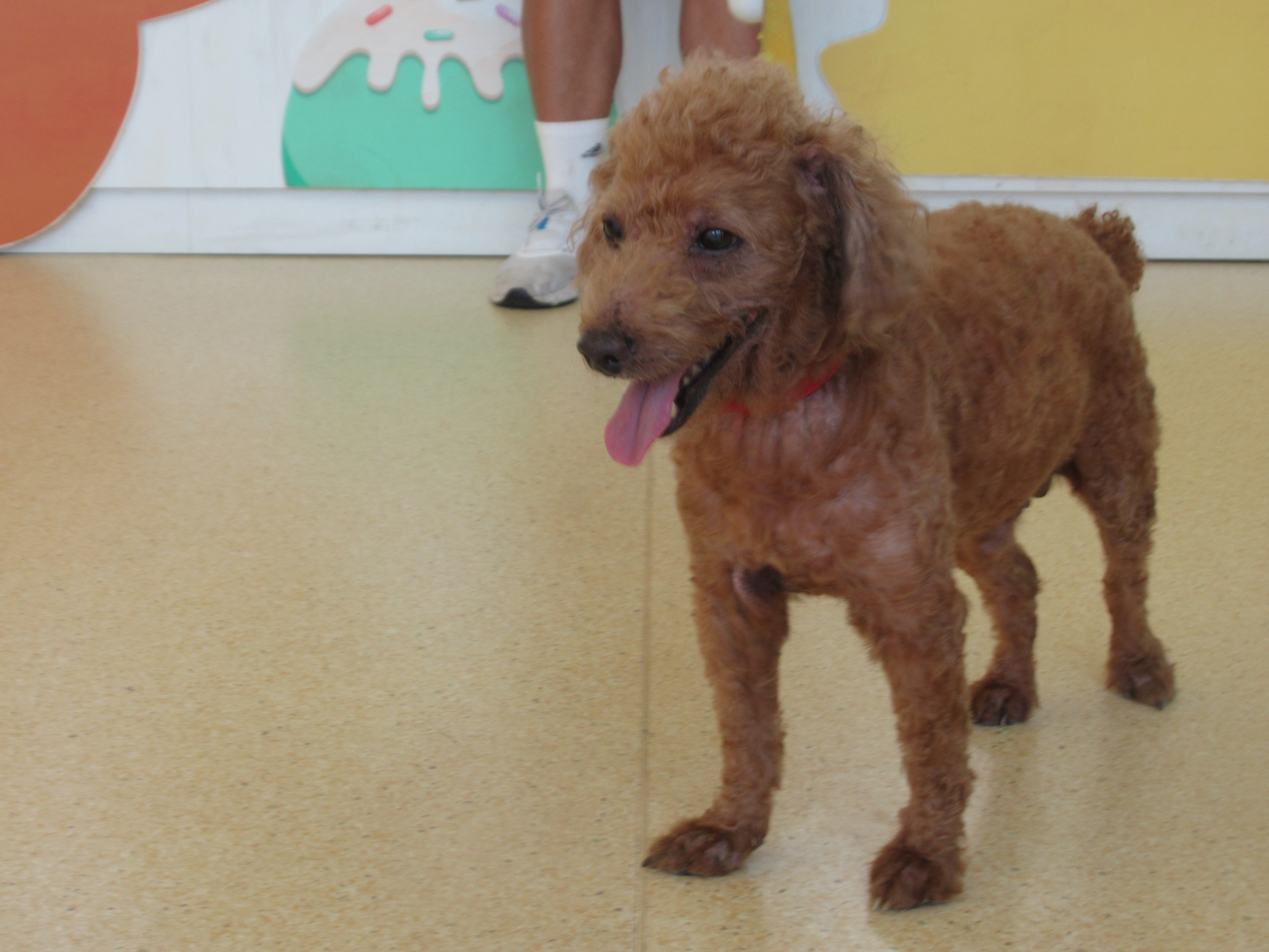 新竹市待認養狗 貴賓犬