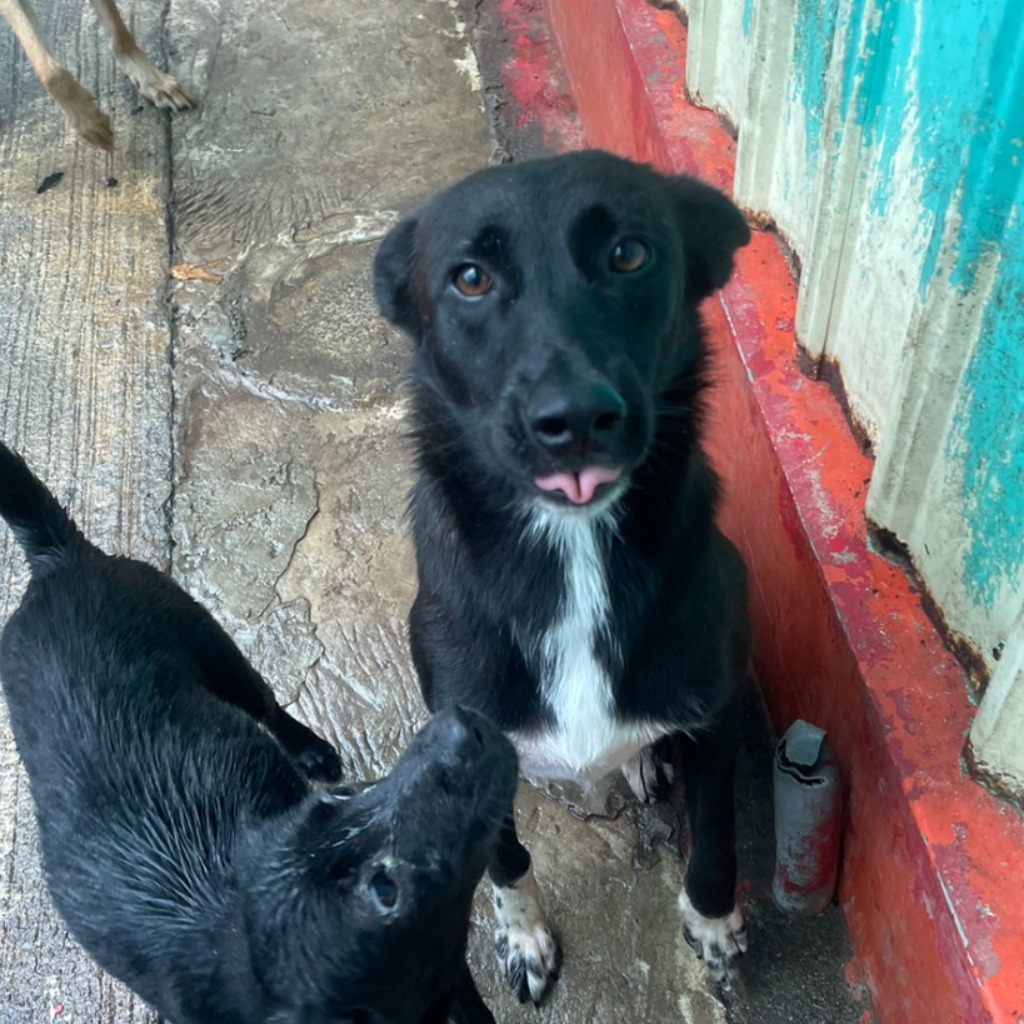 屏東縣已領養狗 混種犬