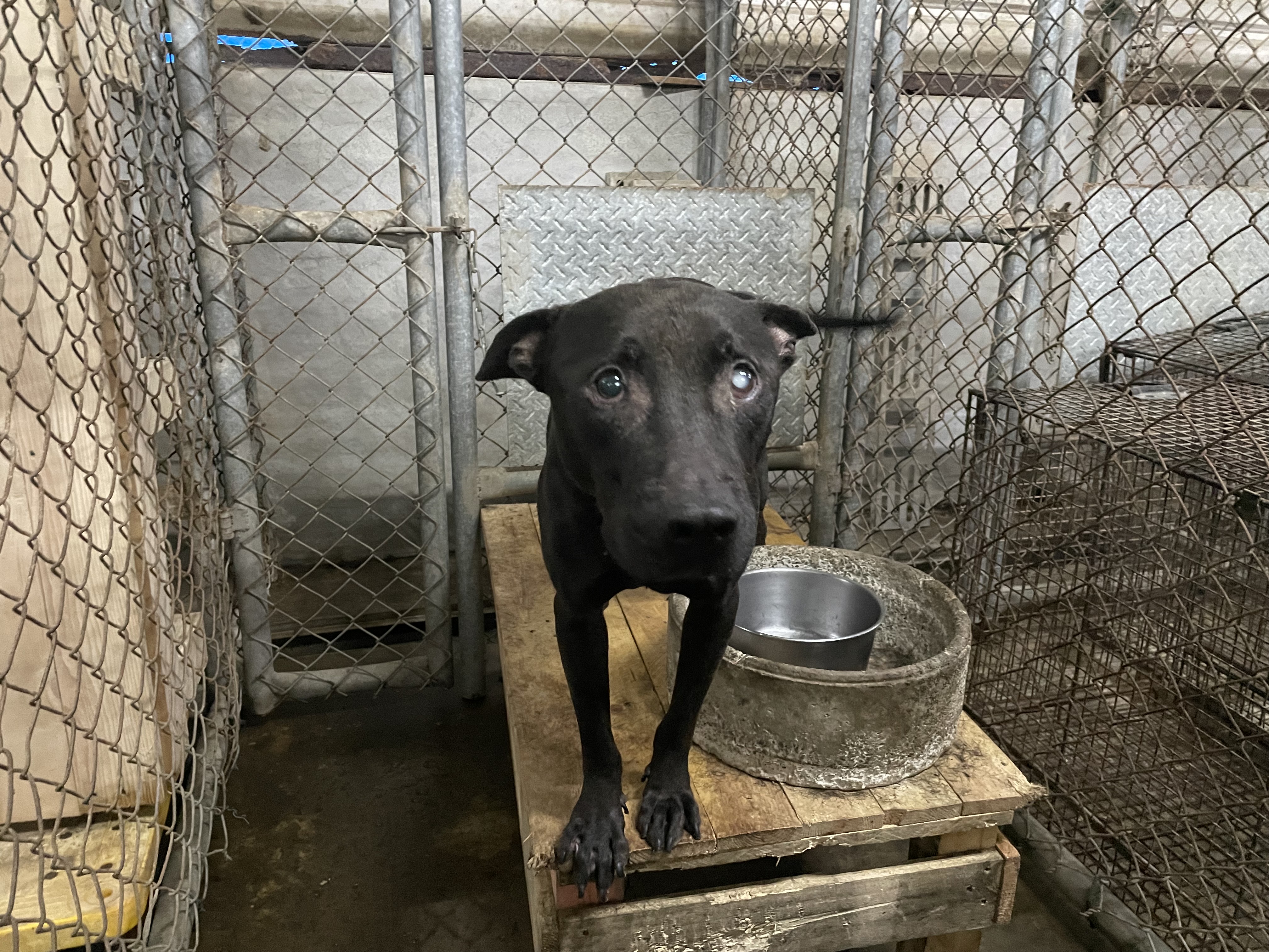 屏東縣已領養狗 比特犬