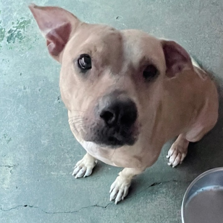 屏東縣已領養狗 混種犬