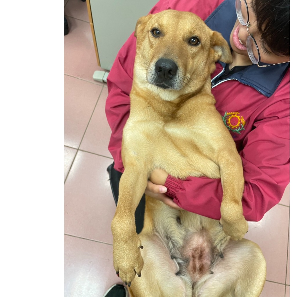 屏東縣已領養狗 混種犬