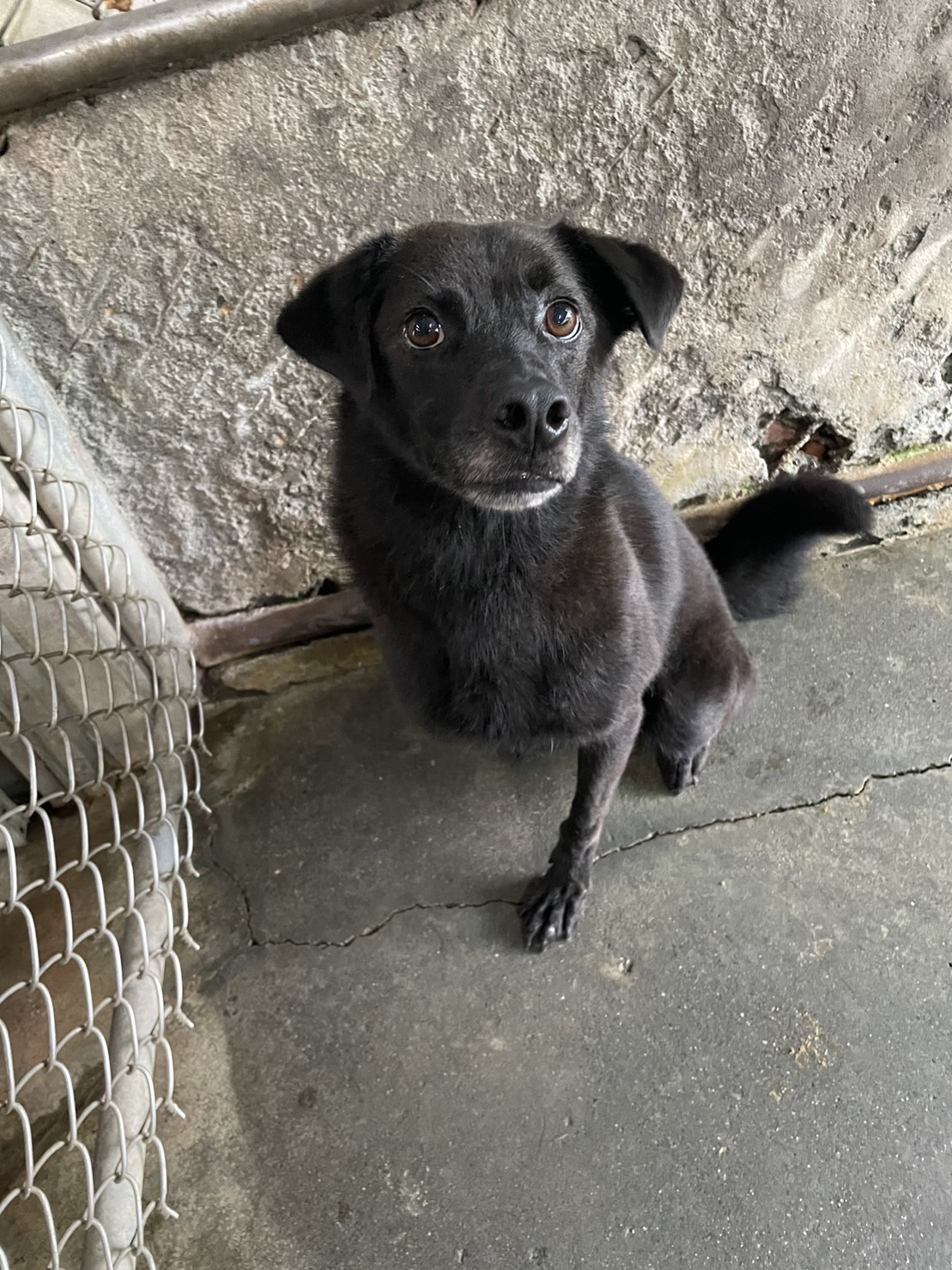 屏東縣已領養狗 混種犬