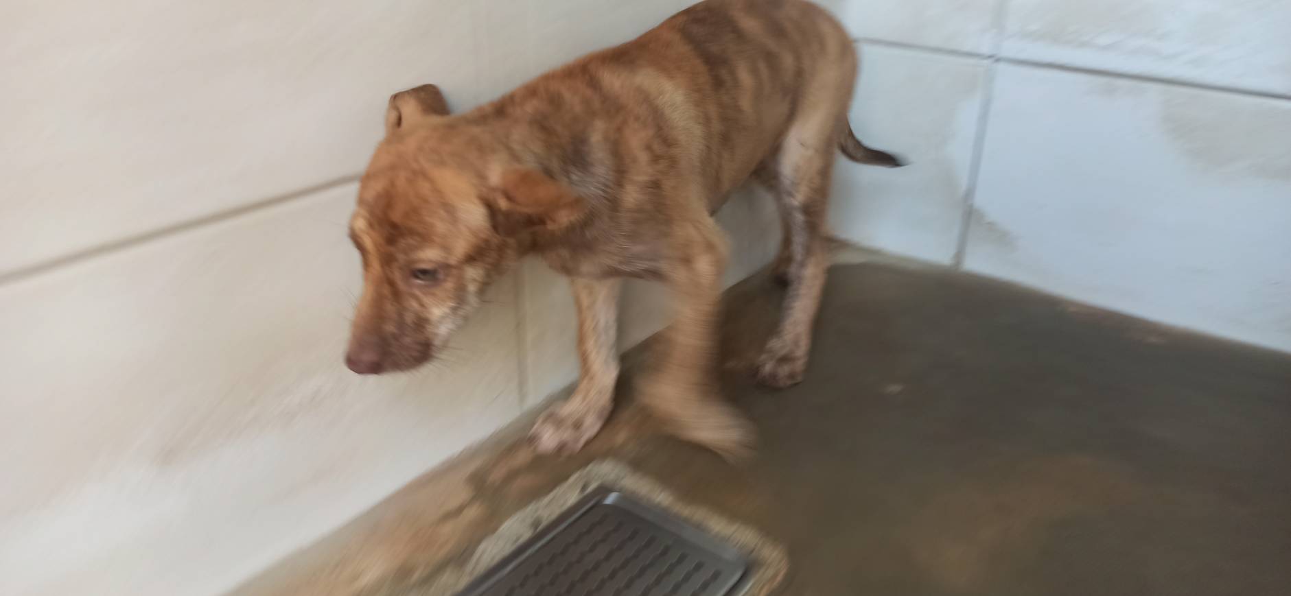 金門縣已領養狗 混種犬