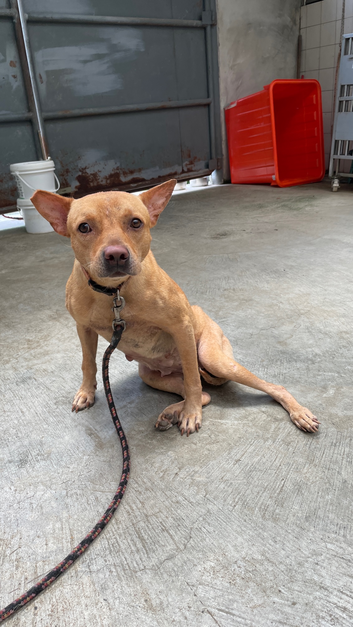 新北市已領養狗 混種犬