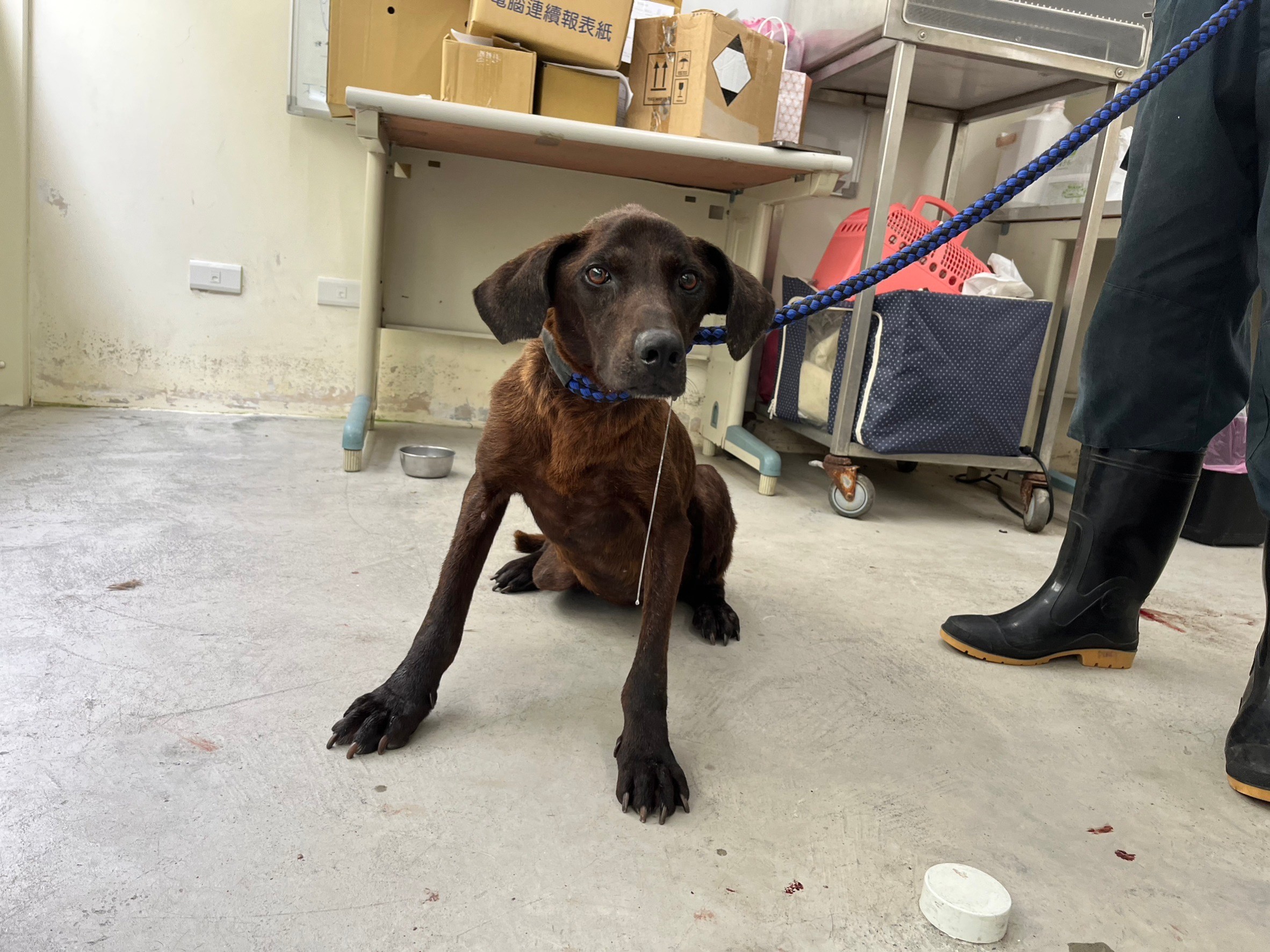 台北市已領養狗 混種犬