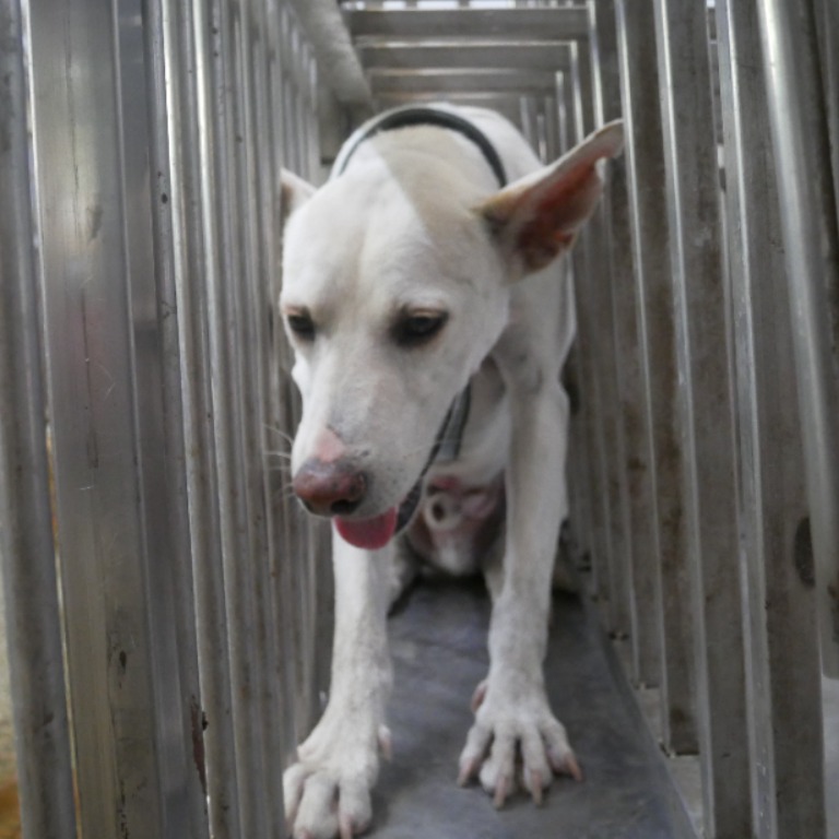 台南市已領養狗 混種犬