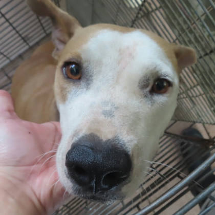 台南市待認養狗｜比特犬｜黃色｜母