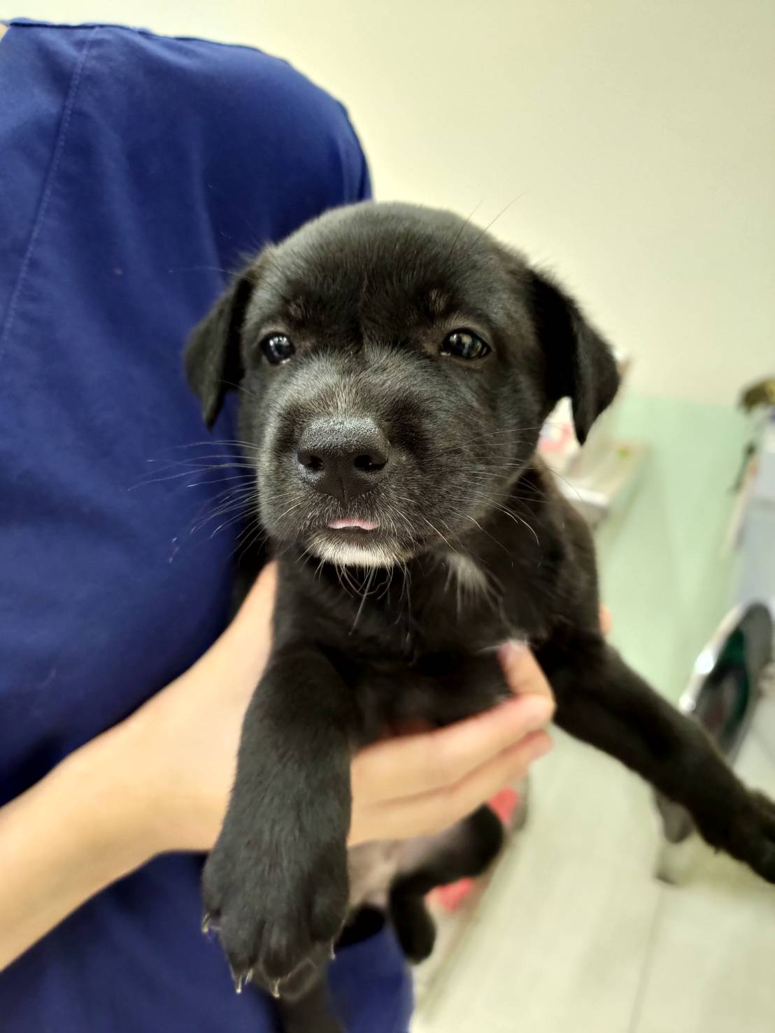 金門縣已領養狗 混種犬