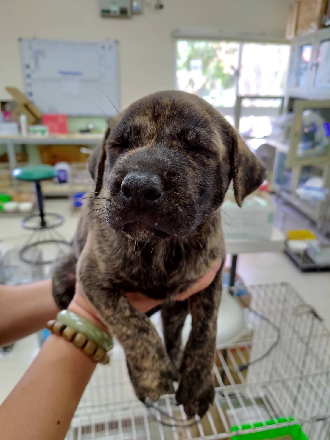 金門縣已領養狗 混種犬