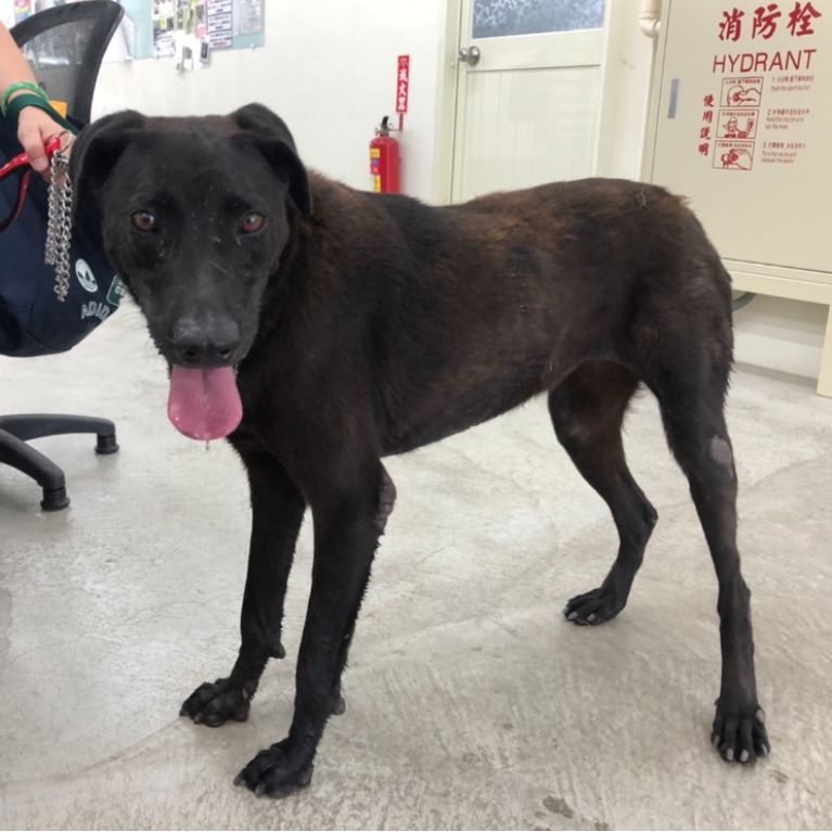 台北市已領養狗 混種犬