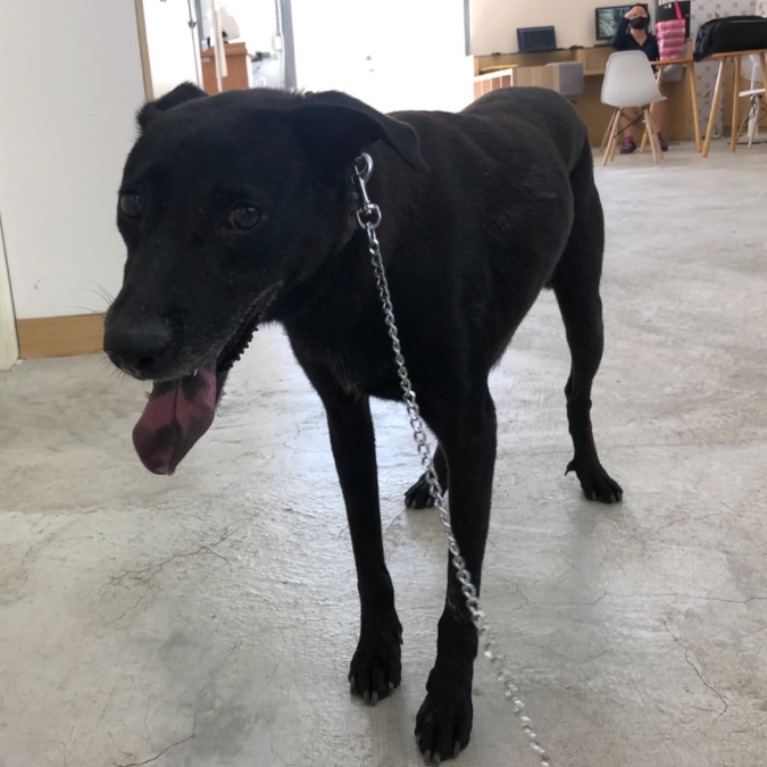 台北市已領養狗 混種犬