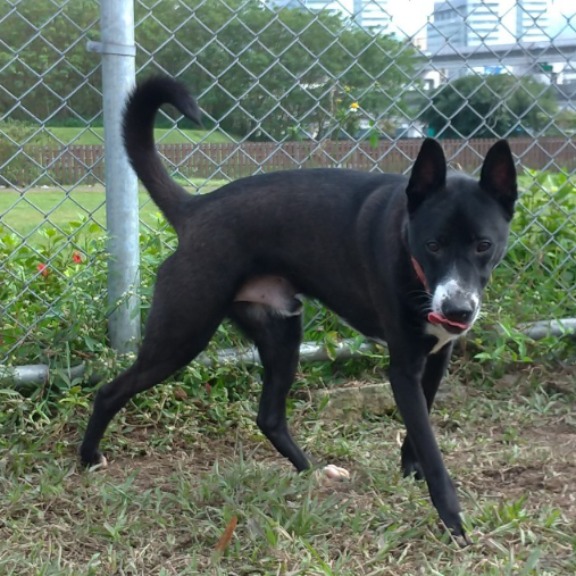 台北市已領養狗 混種犬
