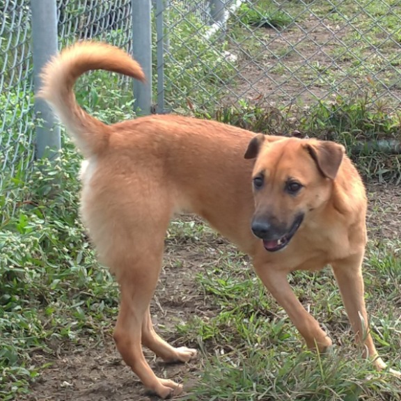 台北市已領養狗 混種犬