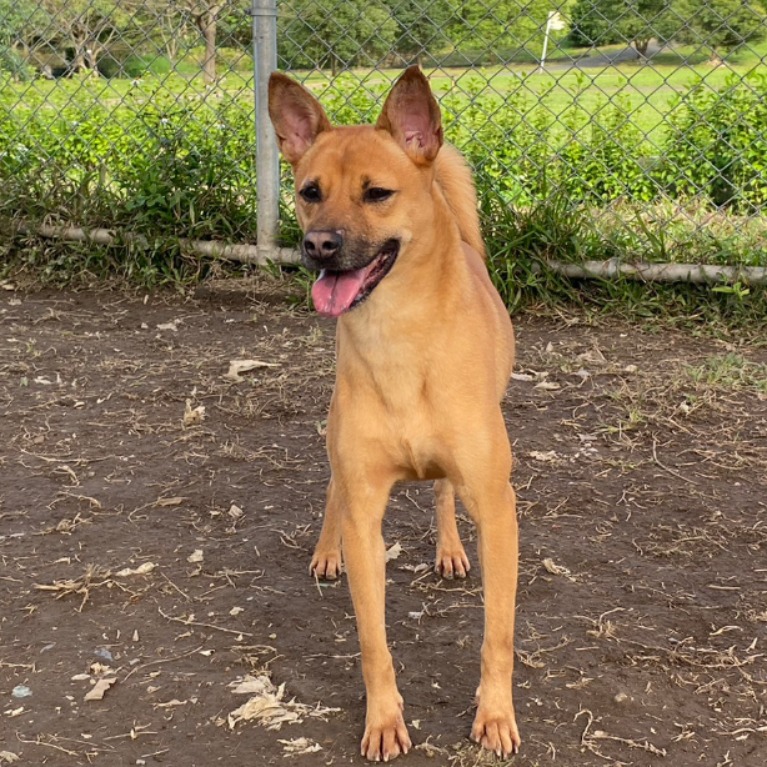 台北市已領養狗 混種犬