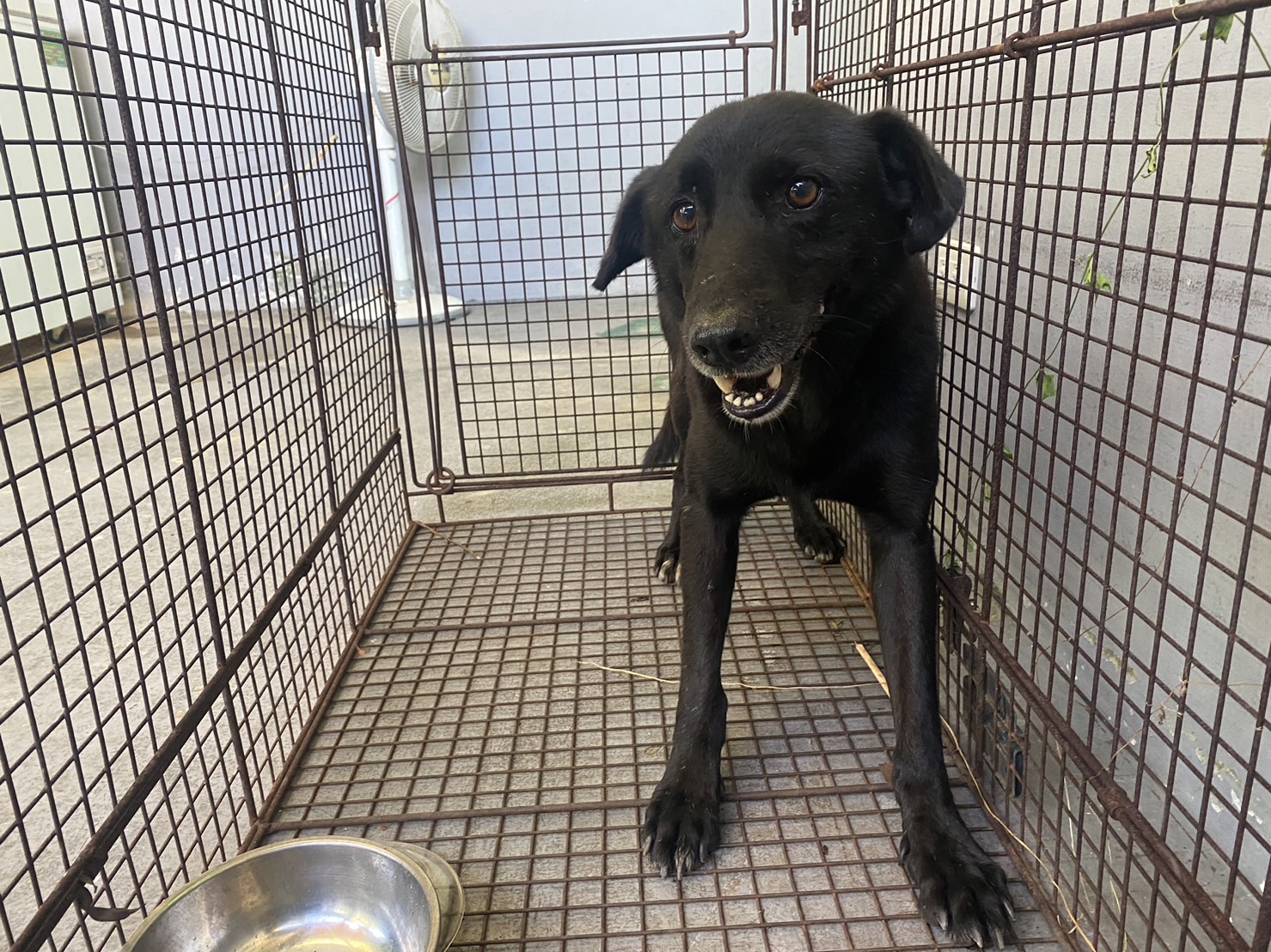新北市已領養狗 混種犬