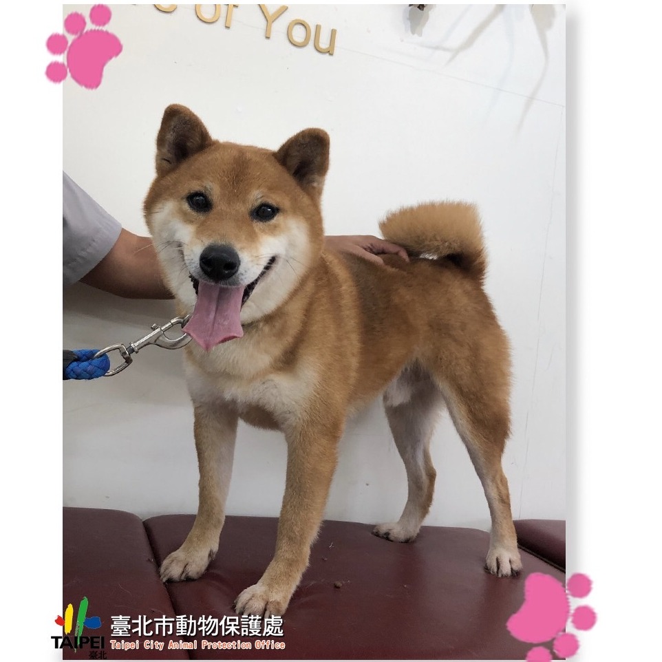 台北市已領養狗 柴犬