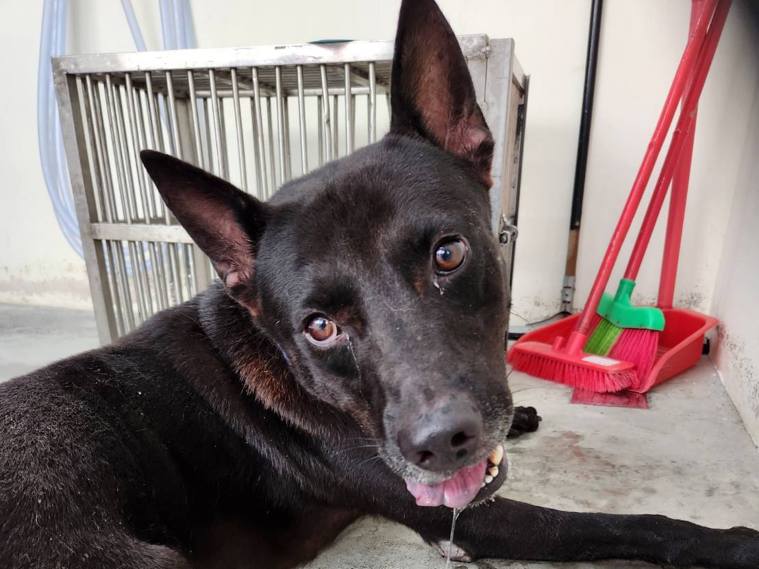 台北市已領養狗 混種犬
