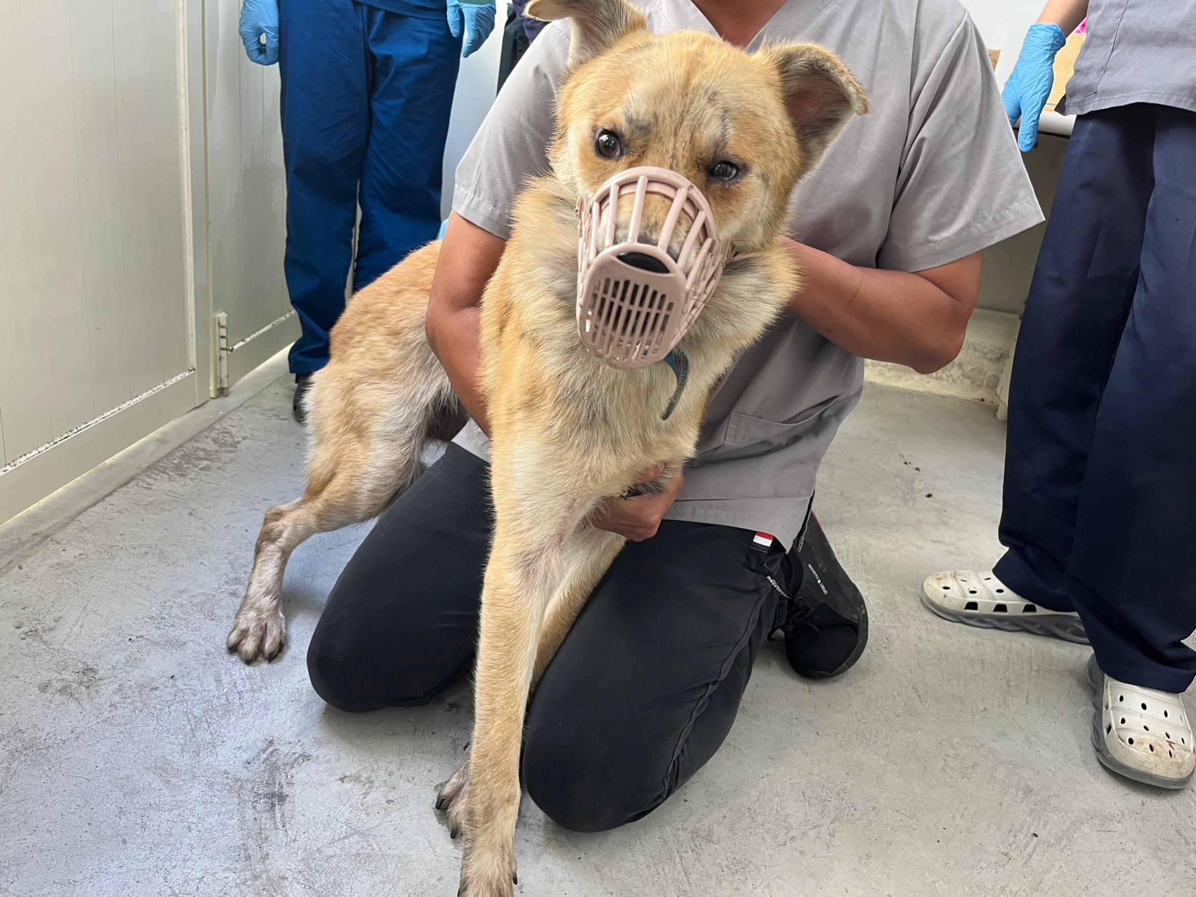 台北市已領養狗 混種犬