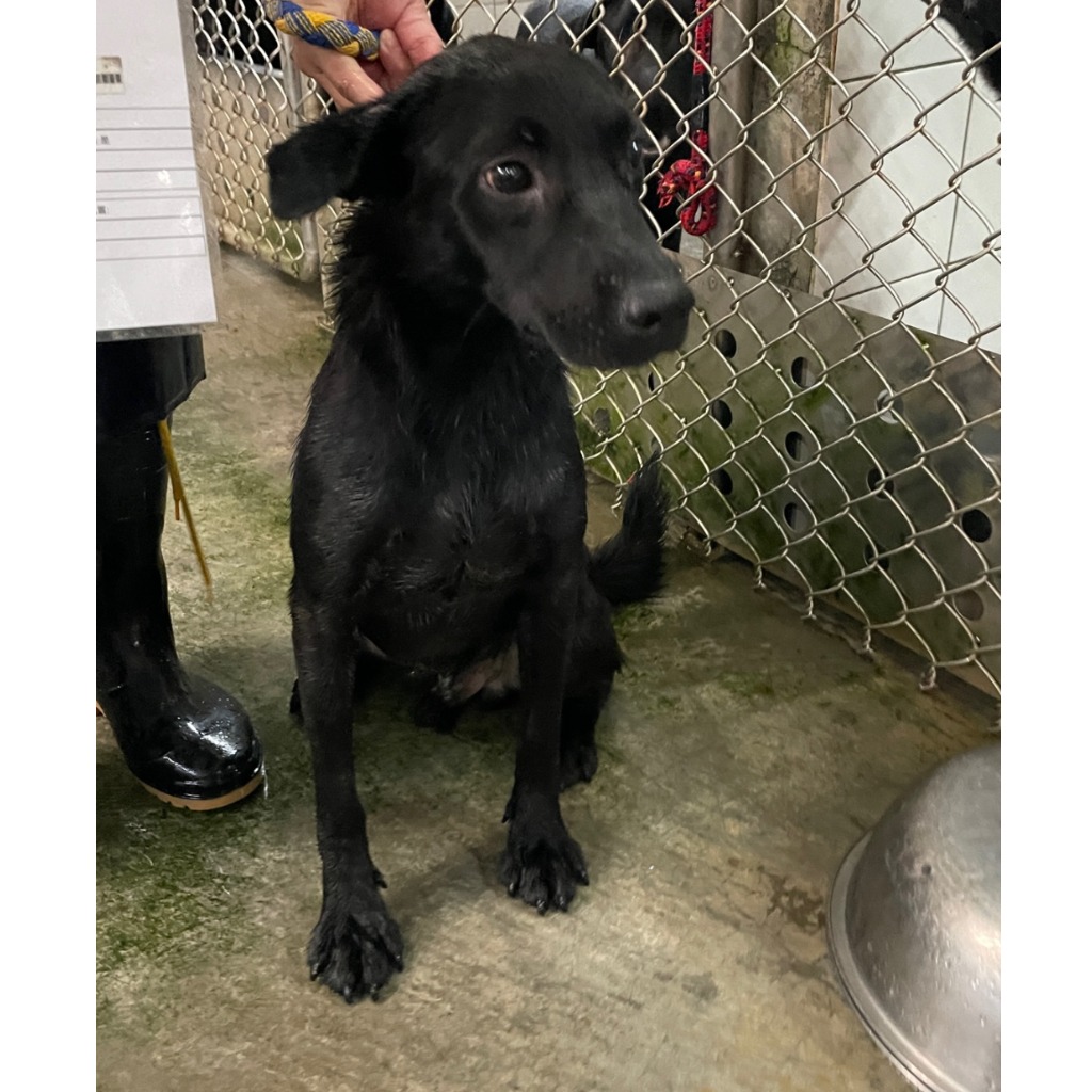 新北市已領養狗 混種犬