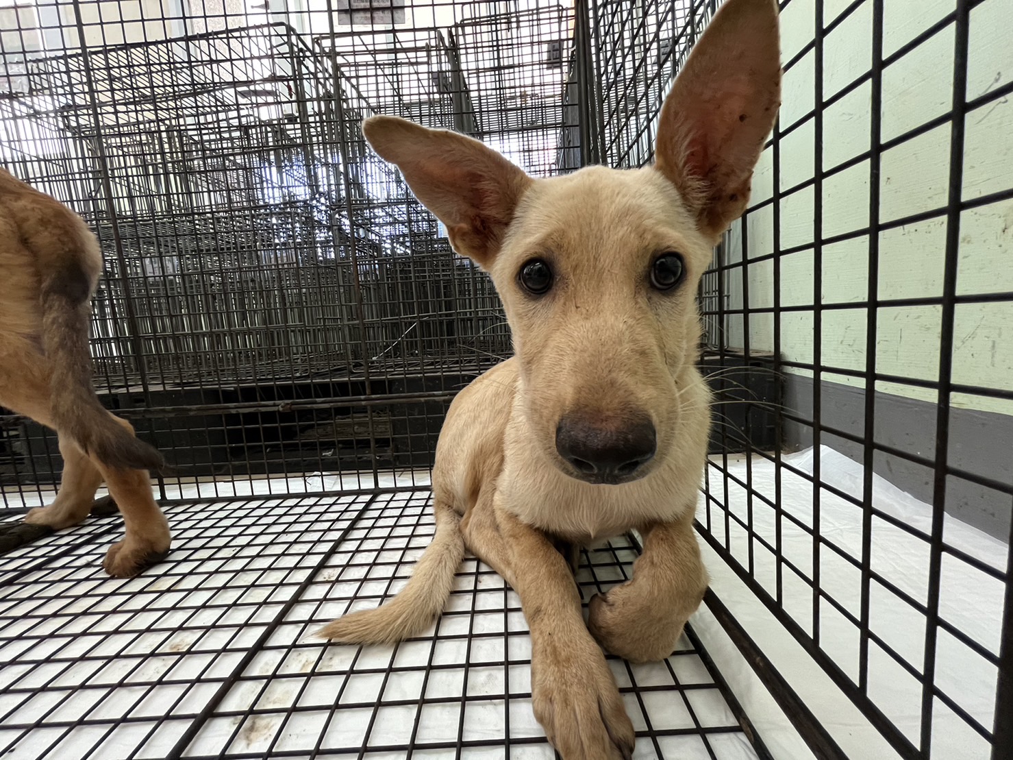 金門縣已領養狗 混種犬