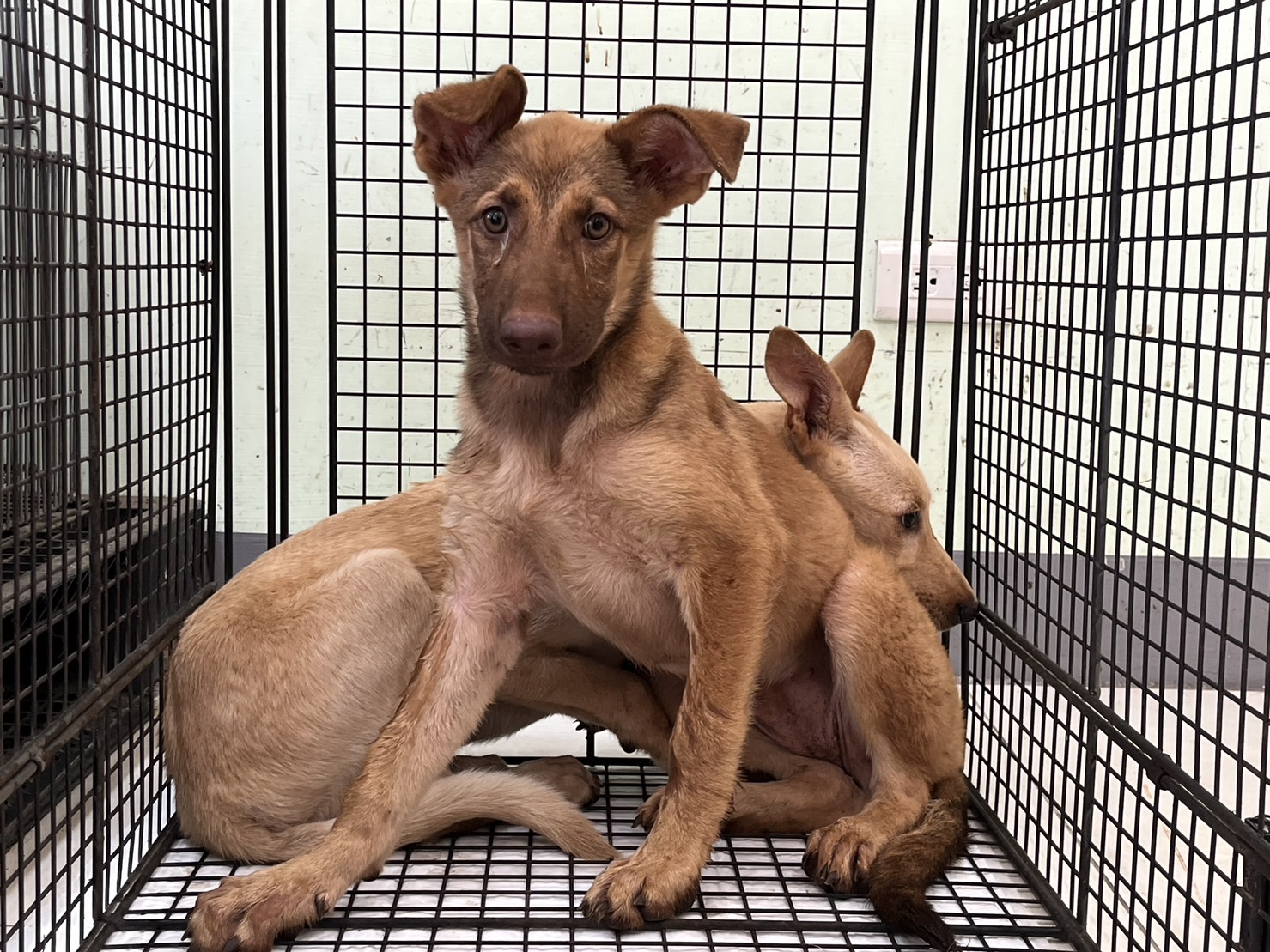 金門縣已領養狗 混種犬