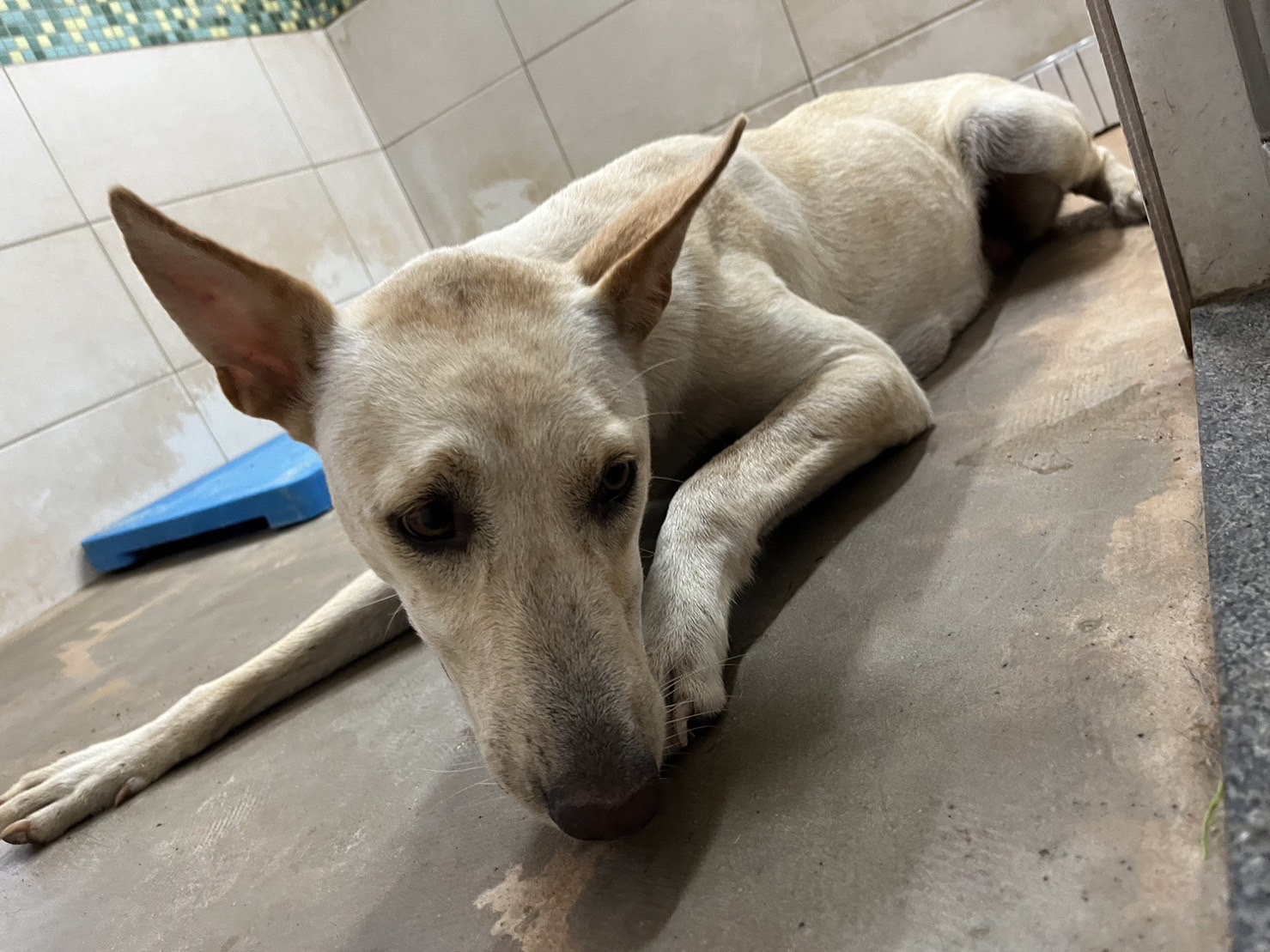 金門縣已領養狗 混種犬