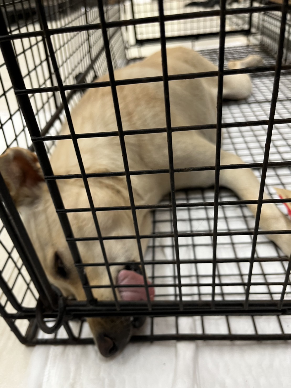 金門縣已領養狗 混種犬