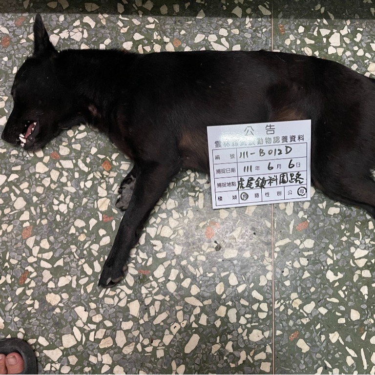 雲林縣已領養狗 混種犬