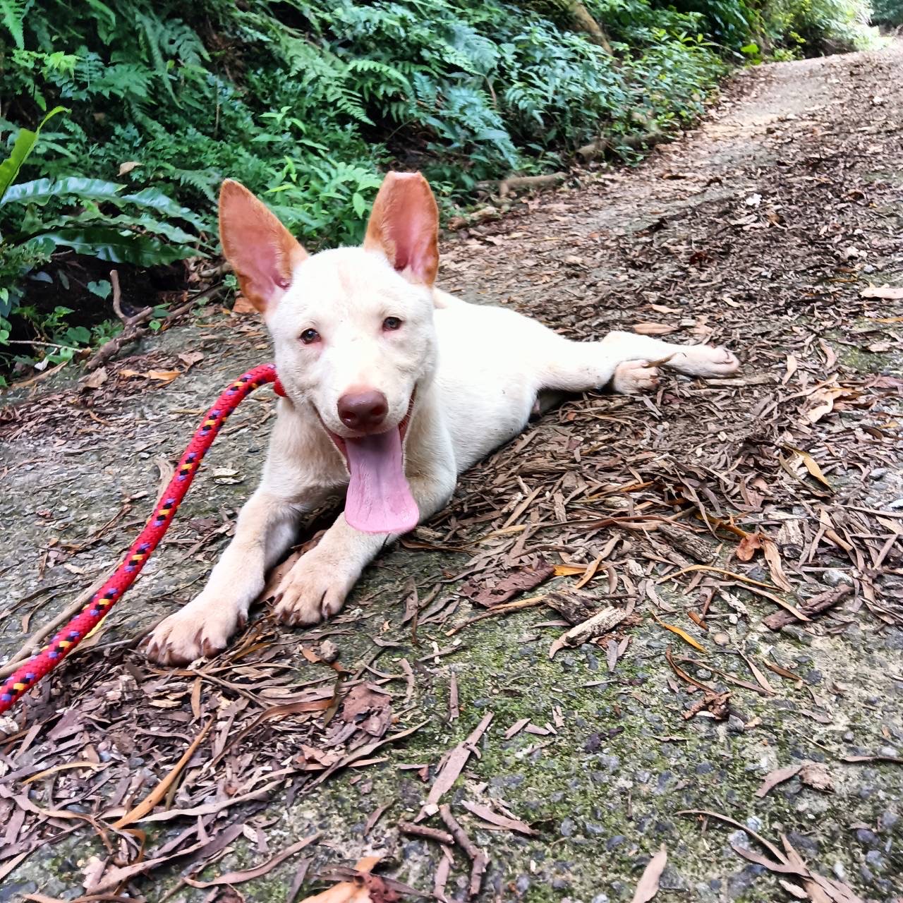 新北市已領養狗 混種犬