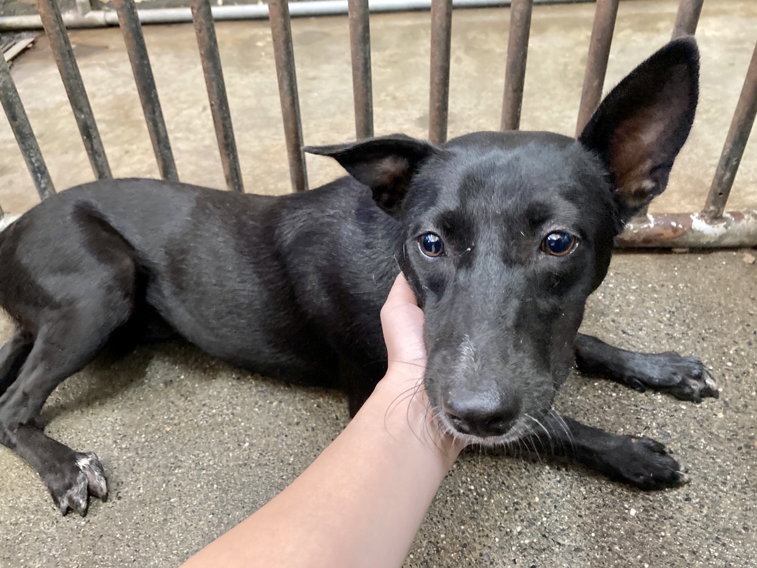 彰化縣已領養狗 混種犬