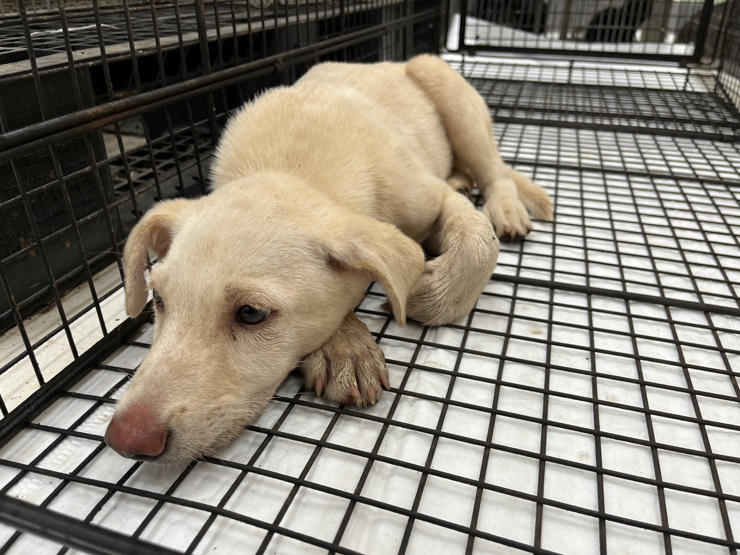 金門縣已領養狗 混種犬