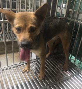 新北市已領養狗 混種犬