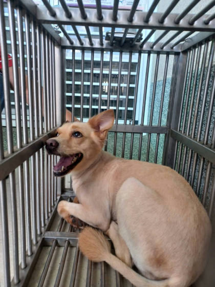 嘉義市待認養狗｜混種犬｜棕色｜母