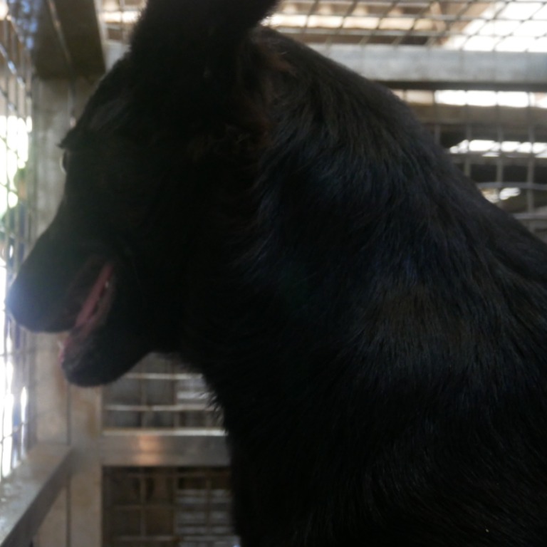 台南市已領養狗 混種犬