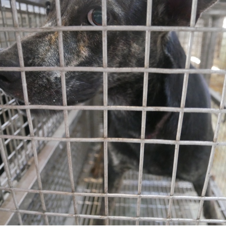 台南市已領養狗 混種犬
