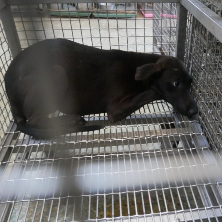台南市已領養狗 混種犬